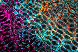 A vibrant abstract image featuring dynamic colors and intricate patterns, perfect for modern art enthusiasts.