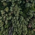 ESG, green taxonomy, carbon: measurement becomes the market Facts and structure