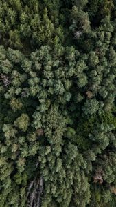 A stunning aerial view of a dense green forest canopy showcasing natural beauty and biodiversity.
