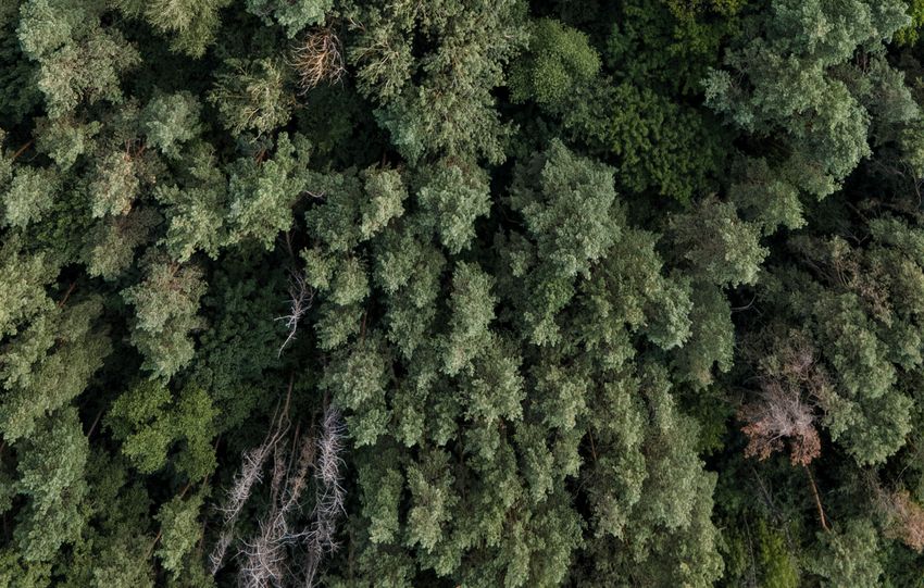 A stunning aerial view of a dense green forest canopy showcasing natural beauty and biodiversity.