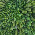 ESG, green taxonomy, carbon: measurement becomes the market