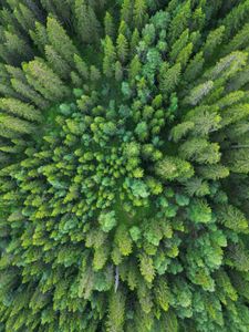 Stunning aerial view of lush evergreen forest with vibrant green canopy.