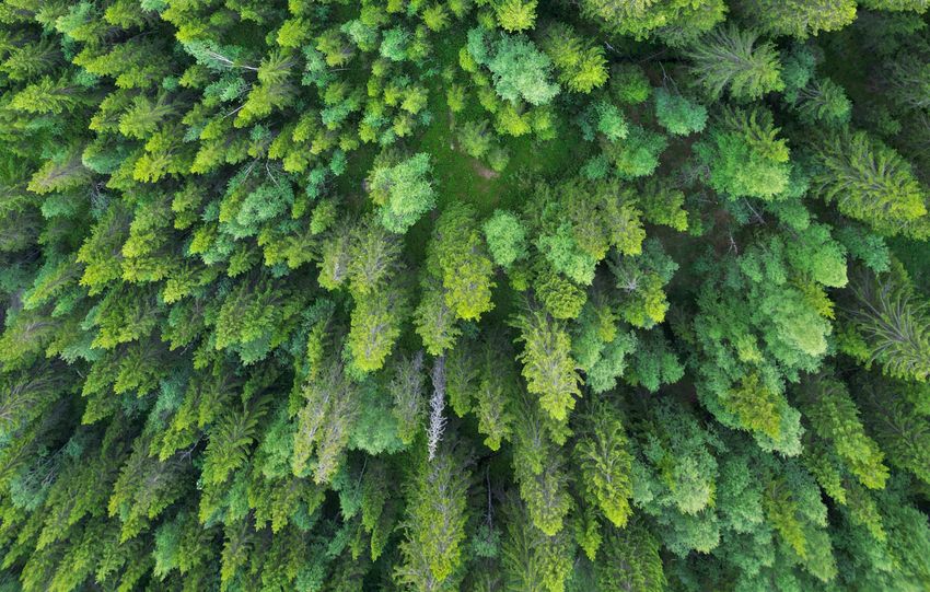 Stunning aerial view of lush evergreen forest with vibrant green canopy.