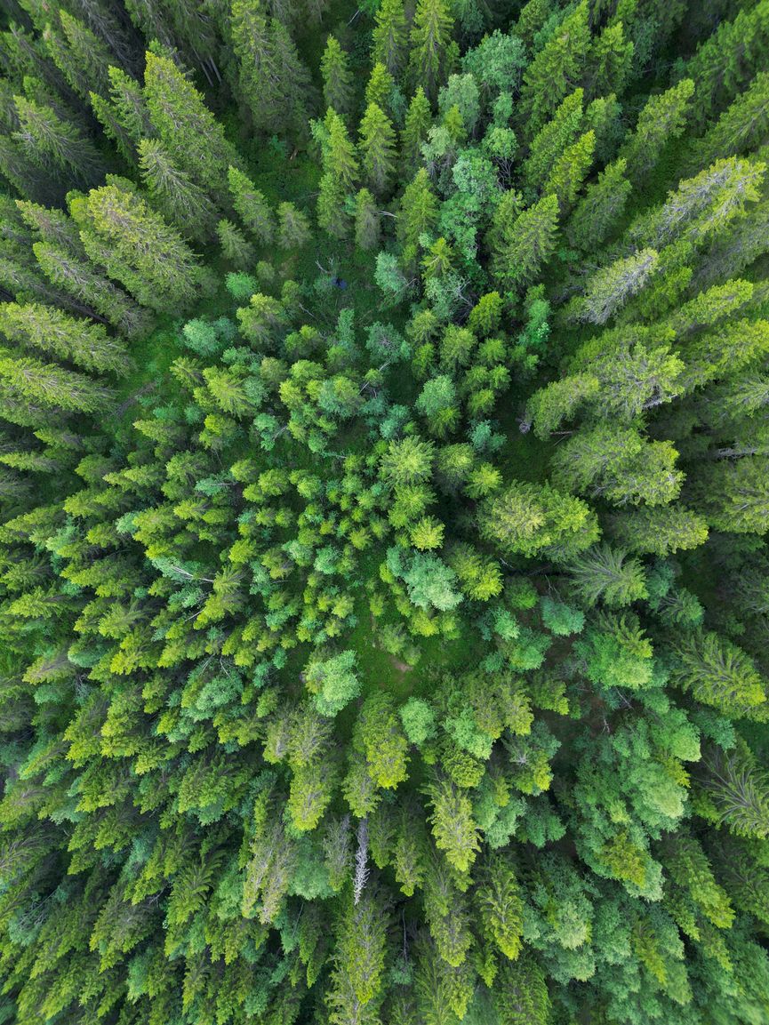 Stunning aerial view of lush evergreen forest with vibrant green canopy.