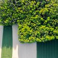 ESG taxonomy & sustainable finance: less obligation, more market