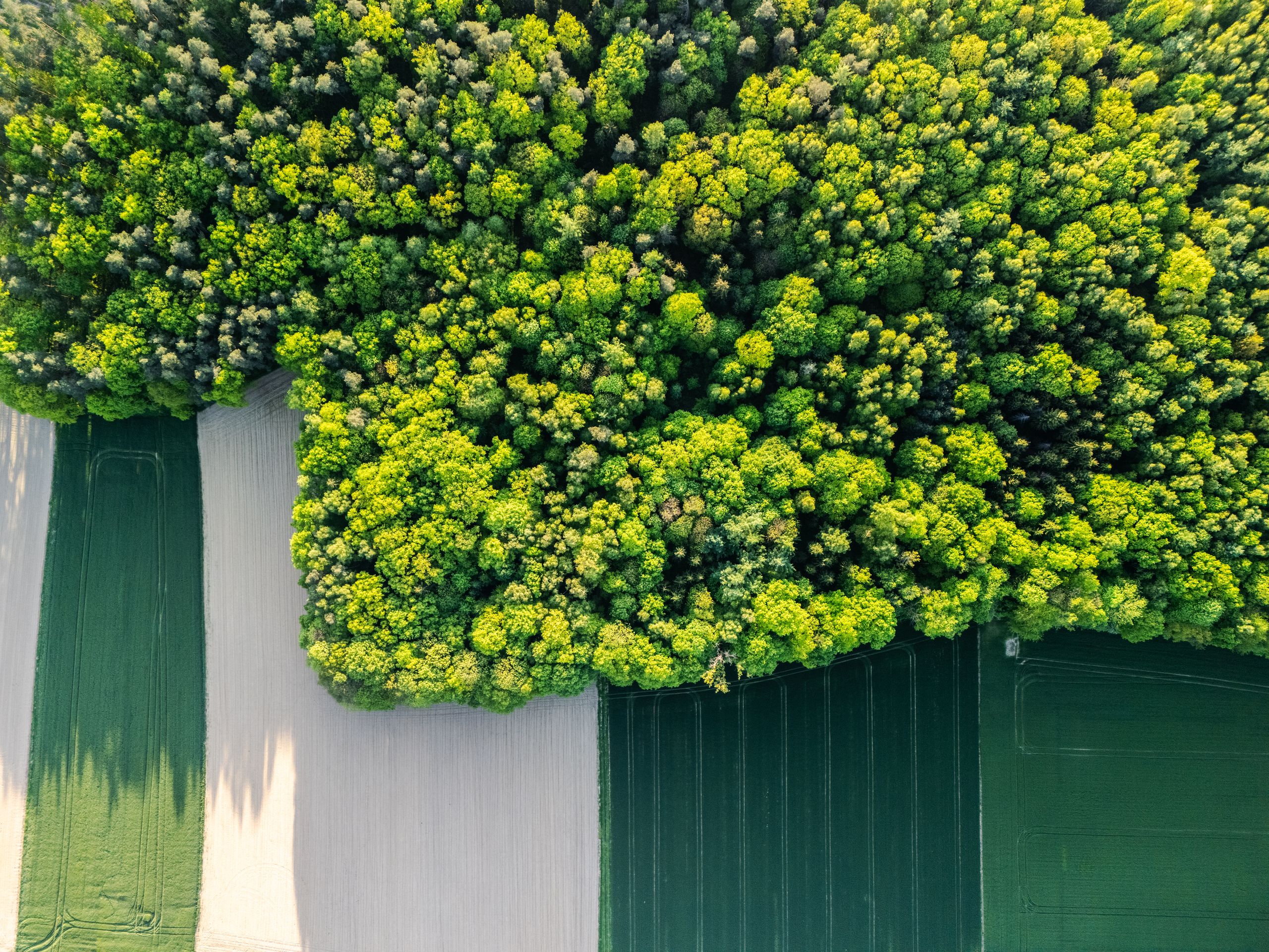 Stunning aerial view of vibrant green forest merging with patterned agricultural fields.