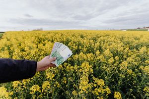 Unrecognizable male holding Russian bills while standing on blossom field during trip on countryside on daytime