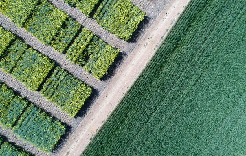 Aerial shot of vibrant canola fields in Prins Albert, showcasing geometric patterns.