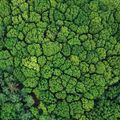 ESG taxonomy & sustainable finance: fewer obligations, more market