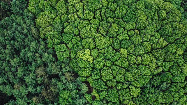 Stunning aerial shot of a dense, vibrant green forest providing a breathtaking view of nature's beauty.