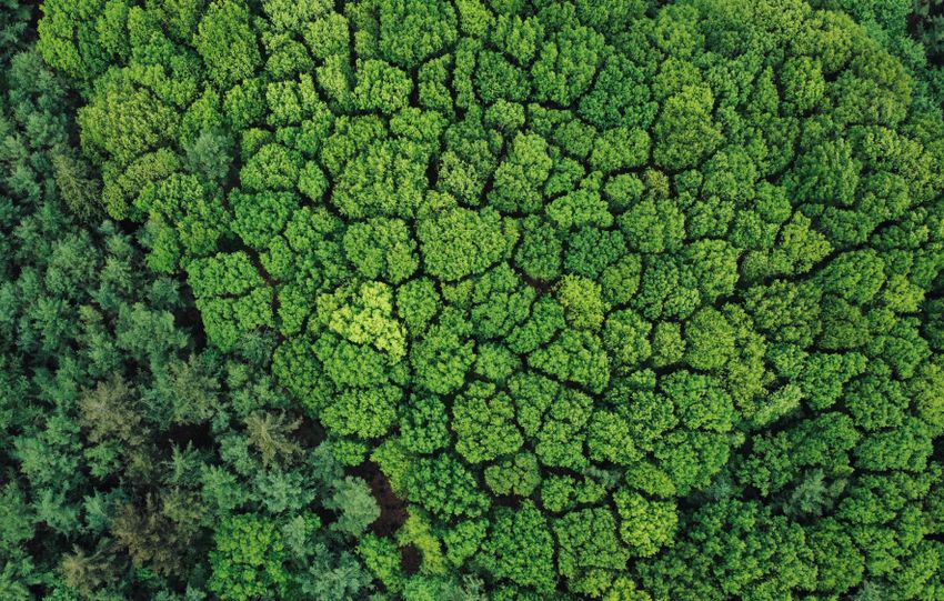 Stunning aerial shot of a dense, vibrant green forest providing a breathtaking view of nature's beauty.