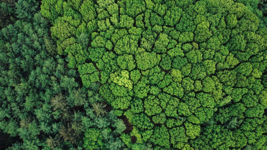 Stunning aerial shot of a dense, vibrant green forest providing a breathtaking view of nature's beauty.